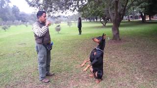 Adiestramiento canino avanzado [upl. by Yenitirb]