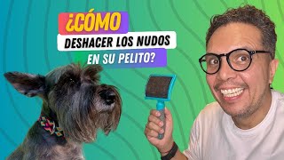 Desenredando el pelo de tu perro  Lo que NADIE te dice [upl. by Aubert640]