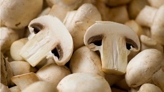 Curso Cultivo do Cogumelo Champignon  Cursos CPT [upl. by Helve237]