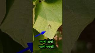 लम्बी टांगो वाली मक्खी  Long legged fly Insects shorts ytshorts ChhotiInsects [upl. by Eilsel]