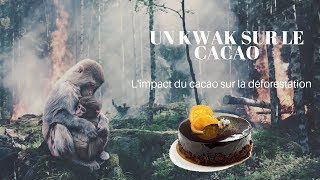 un kwak sur le cacao  Quand le cacao fait déforester [upl. by Hcurob860]