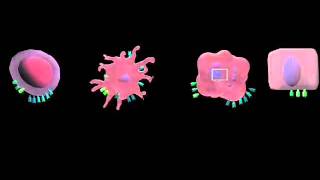 Immunology Major histocompatibility complex MHC genes and molecules [upl. by Novyart]