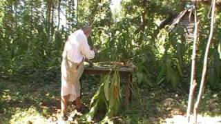 Harvesting Tobacco [upl. by Tiffanie]