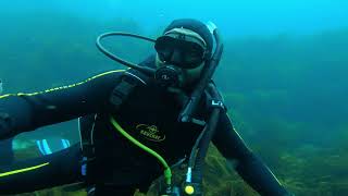 Diving Tasmania 2022  Eaglehawk Neck [upl. by Kopaz]