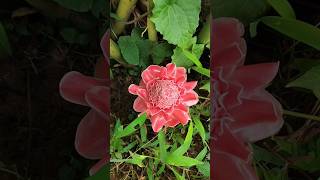 எலாடியர் சிகப்பு பூTorch Ginger PlantEtlingera ElatiorStunnigFlowerTrending yt shot viral video [upl. by Sualokin612]