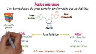 Ácidos nucleicos ADN y ARN [upl. by Anawal]