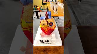 The Human Heart structure Human Heart 🫀 3d model shorts trending song heart biology science [upl. by Enrique]