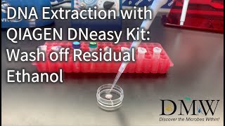 DNA Extraction with QIAGEN DNeasy Kit Wash off Residual Ethanol [upl. by Orofselet436]