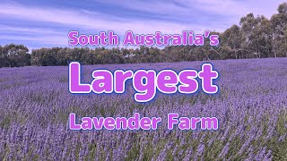 South Australias Largest Lavender Farm [upl. by Yentnuoc]