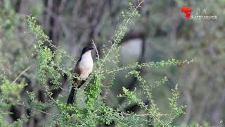 Burchells Coucal Call Before Summer Rains [upl. by Grosz]