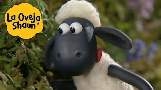 La Oveja Shaun 🐑 ¡Lengua de oveja 🐑 Dibujos animados para niños [upl. by Merete]