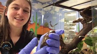 Whites Tree Frog Care with Heather [upl. by Alael]