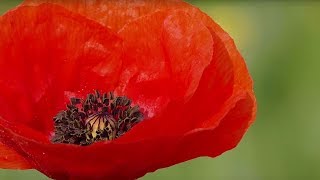 The Poppy A Symbol of Remembrance [upl. by Hamehseer523]