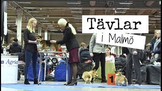 Hundutställning 🐩  Malmö 2018 [upl. by Boyd]