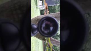 Shooting phone with 177 Crosman CFRNP17SX Fire Nitro Piston Air Rifle [upl. by Adnileb298]