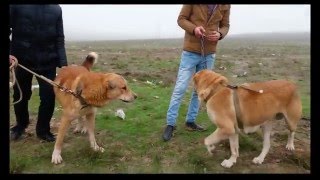 Azərbaycanın çoban iti cinsi  Qurdbasar haqqında Gurdbasar [upl. by Buatti]