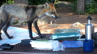 Visitor to my Voyageurs National Park campsite part 3 [upl. by Strohben710]