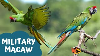 Wings of Valor Exploring the World of Military Macaws [upl. by Nosnev3]