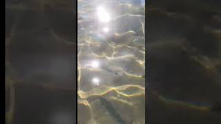 SPANISH FISH AROUND MY FEET IN 2FT OF WATER fyp viral youtube fishing shorts [upl. by Panta659]