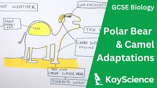 Polar Bear amp Camel Adaptations  GCSE Biology  kaysciencecom [upl. by Atekihs139]