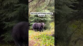 Face To Face With A Grizzly Bear In Alaska [upl. by Laekcim87]