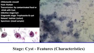 10 Practical Parasitology  Chilomastix Mesnili  Cyst Stage [upl. by Nyrat]