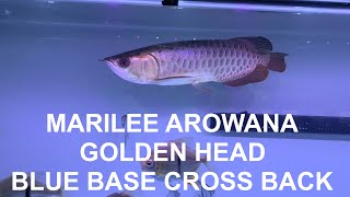 MY GOLDEN HEAD BLUE BASE CROSS BACK AROWANA HD  V0064 [upl. by Lerrehs]