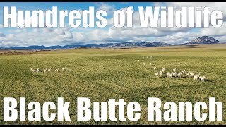 SOLD Hundreds of Wildlife Visiting the Black Butte Ranch [upl. by Kalikow]