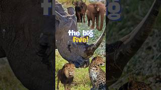 The big five youtubeshorts shortvideo amazingvideos krugernationalpark wildanimals [upl. by Gnod]