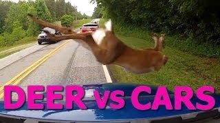 Deer vs Cars  Ultimate Dash Cam Fails Compilation [upl. by Jardena]