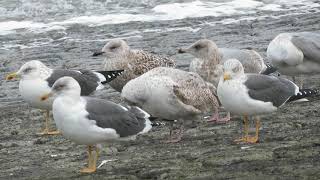 Lesser Blackbacked Gull Larus fuscus Maasvlakte ZH the Netherlands 22 Nov 2024 30 [upl. by Miles]