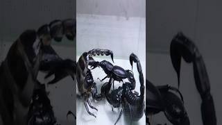 1 Giant beetle VS 2 poisonous scorpions animals facts [upl. by Eirhtug15]