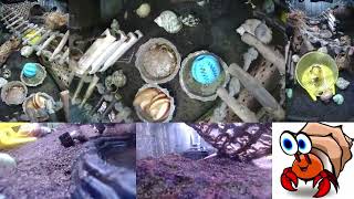 Time Lapse of Hermit Crab Live Stream October 27th  October 28th 2024 30x [upl. by Narret]