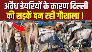 अवैध डेरियों के कारण सड़क पर बनी गौशाला  inderlok illegal dairy news  shastri nagar dairy news [upl. by Gaulin137]