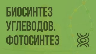 Биосинтез углеводов ­Фотосинтез Видеоурок по биологии 9 класс [upl. by Nylia]