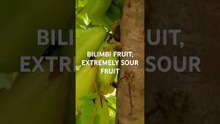 BILIMBI FRUIT THE MOST SOUR FRUIT I HAVE TASTED fruit shorts [upl. by Aimehs]