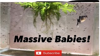 GUPPY GIVING BIRTH  MASSIVE BABIES [upl. by Yedoc]