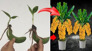 The technique of propagating bananas with aloe vera is simple but highly effective [upl. by Si]