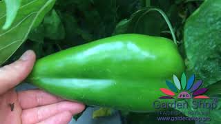 Green pepper seeds in Australia by GardenShop Pro [upl. by Iene]