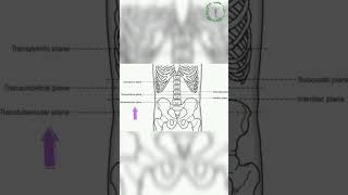 Subcostal plane explained in 60 seconds humananatomy abdomen anatomy doctorsofmedicine [upl. by Labana51]