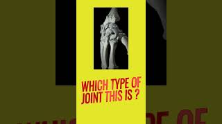 Joints in bones  Condyloid joint  Wrist Joint  Human skeletal system biology ncert bones [upl. by Lanor]