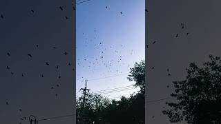 Lots of birds flying super slow motion 240 FPS shorts nature [upl. by Oilicec770]