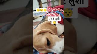 dog viralshorts viralvideo lucy sleeping with ghanate 😴😴🐶 😇😇 [upl. by Asha]