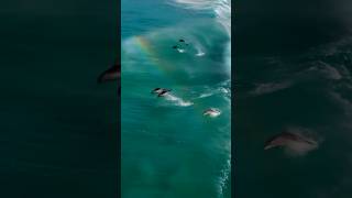 Dolphins and Rainbows in Esperance Australia travel explore nature adventure [upl. by Wrightson]