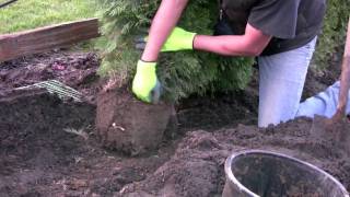 How to plant a Ceder Hedge [upl. by Alberik]