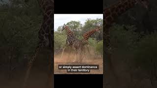 CRAZY GIRAFFES FIGHT 🥊🦒animals facts nature fight giraffe [upl. by Aw]