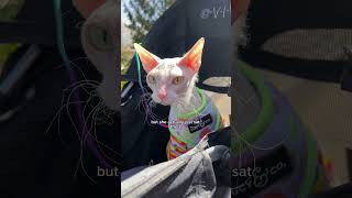 Harness Training My Cat Leela donskoy cats hairlesscat shorts pets [upl. by Ellirehs]