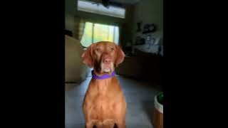 Georgiathevizsla dog edit dogedition doberman [upl. by Joelle352]