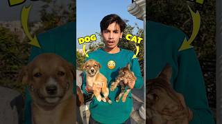 Billi Aur Puppy Ki Ladai 💀😨 Mini Vlog shorts minivlog ashortaday vlog tranding cat cats dog [upl. by Quartus]