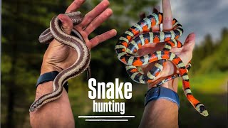 Epic Hunt for RARE Snakes In Arizona [upl. by Aural277]